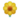 blossom blossom