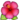 hibiscus hibiscus
