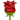 rose rose