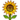sunflower sunflower