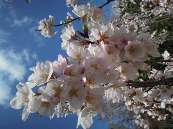 満開の桜