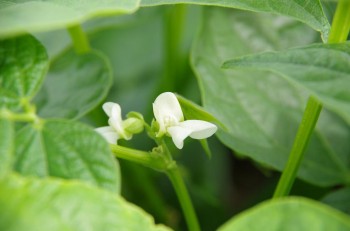 絹てぼうの花