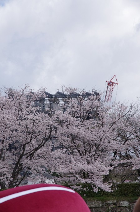 姫路城を覆い隠す桜