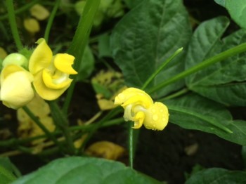 小豆は開花期真っ只中