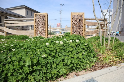 Azuki Sun Gardenの入り口にクローバーが茂っています。